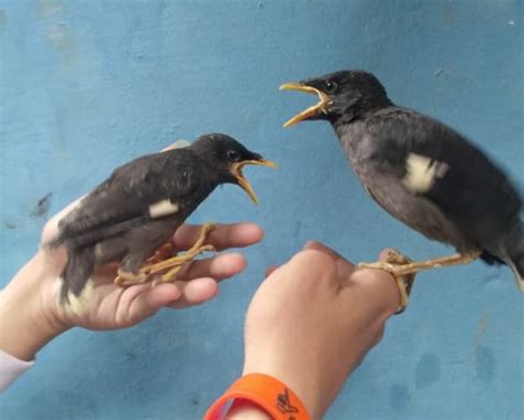 Cara Merawat Burung Jalak Yang Masih Anakan Duniakicau Net