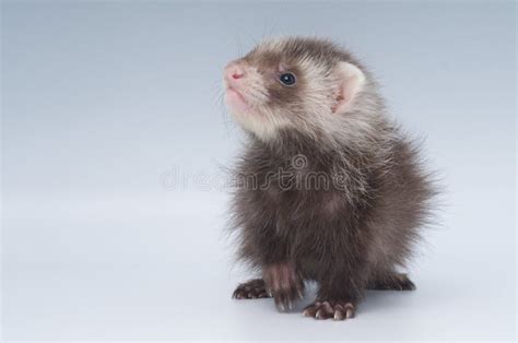 Baby Ferret on a White Background Stock Photo - Image of animals, shot ...