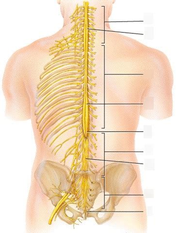 Anat Chapter Spinal Cord Diagram Quizlet