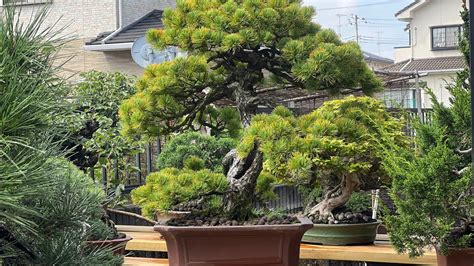 Продаётся. Белая сосна. Бонсай. Bonsai. 盆栽. Япония. Japan. 日本 - YouTube