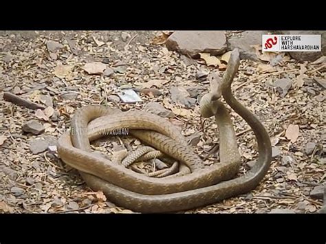 Rat snake mating धमन सप YouTube