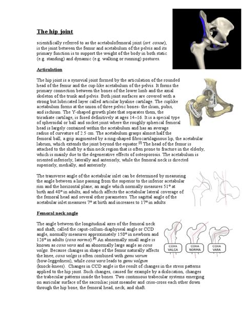 Anatomy and Function of the Acetabulofemoral Joint | PDF | Hip ...