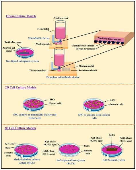 Schematic Representation Of Organotypic Culture Of Testicular Tissue