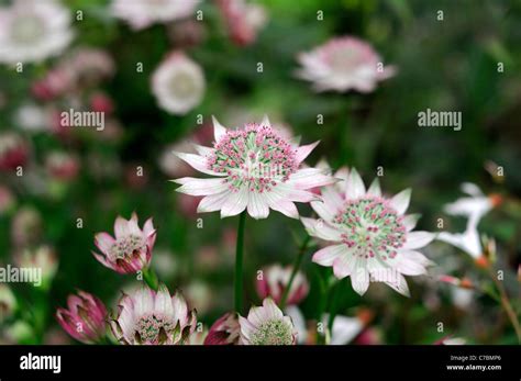 Astrantia Major Rosa Lee Cultivar Dusky Pink Flowers Silver Green