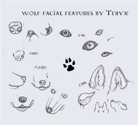 Wolf Facial Features in 2023 | Wolf eye drawing, Wolf eyes, Wolf drawing