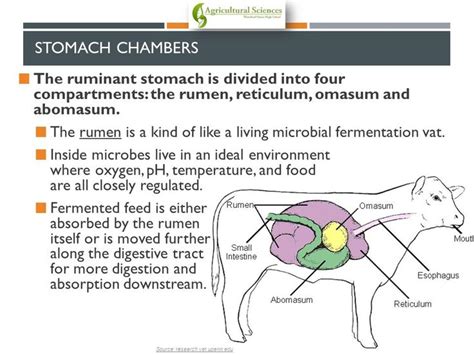 Nutrition & Ruminant Anatomy - ppt video online download | Agricultural ...