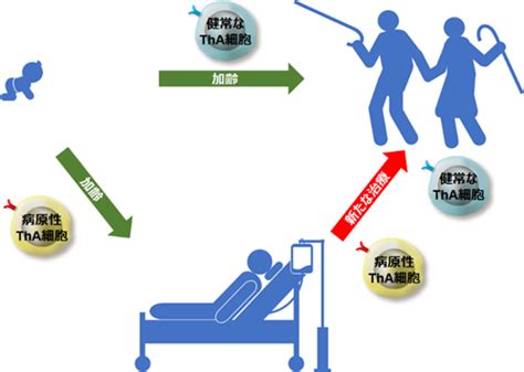 自己免疫疾患の制御に関わる新たな加齢関連t細胞を発見―自己免疫疾患制御から健康長寿社会の実現に期待― 国立研究開発法人日本医療研究開発機構