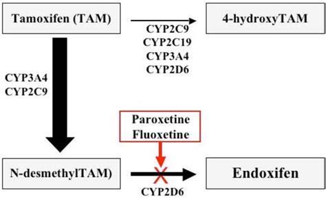 A Simplified Scheme For Tamoxifen Metabolism In Man The Active