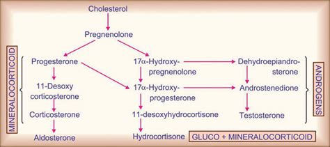 Introductory Chapter The Newest Research In Corticosteroids Intechopen