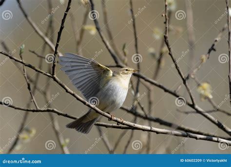 Willow Warbler Flapping Wings In Spring Willows Stock Image Image Of