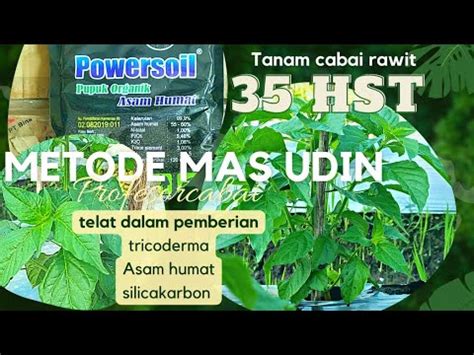 PEMULA BISA TANAM CABAI RAWIT METODE PROFESOR CABAI MAS UDIN