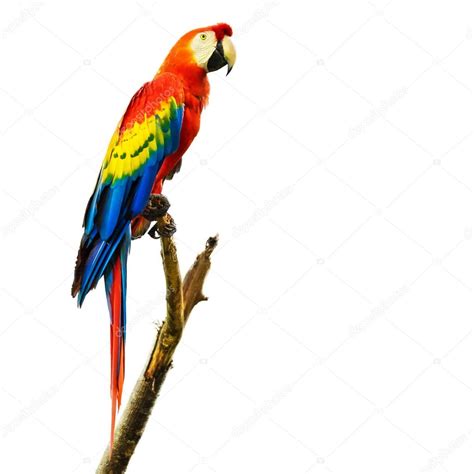 Guacamaya Bird