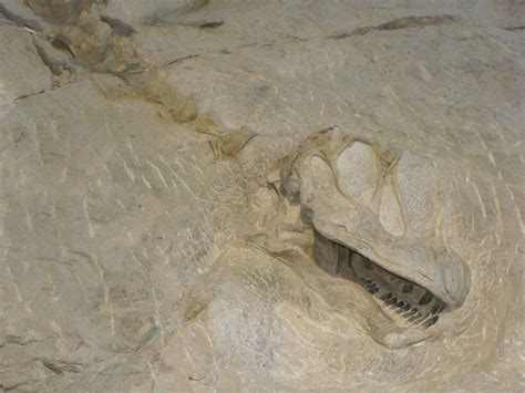 Dinosaur fossil skull and vertebrae embedded in stone at Dinosaur ...