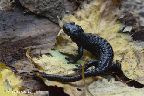 Salamandra atra Laurenti 1768 Salamandre noire La Présentation