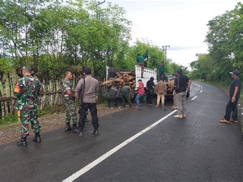 Ratusan Batang Kayu Jati Diamankan Di Kawasan Hutan Semamung