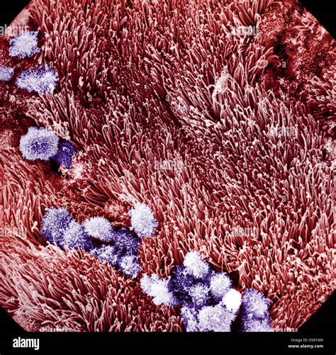 Cilia electron micrograph hi-res stock photography and images - Alamy