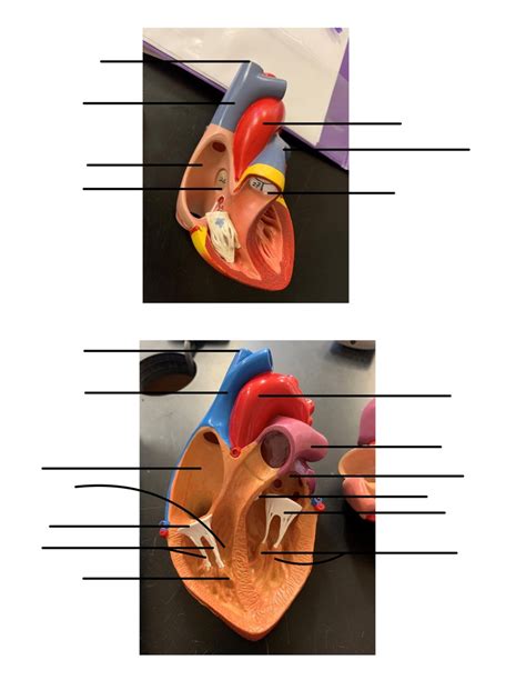 Heart Model Diagram Quizlet