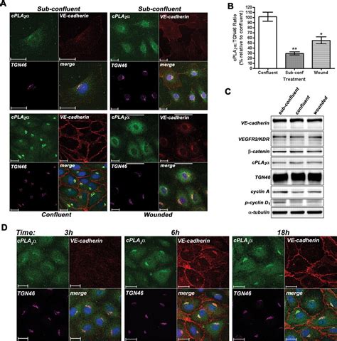 A Ve Cadherinpar Catenin Complex Regulates The Golgi Localization