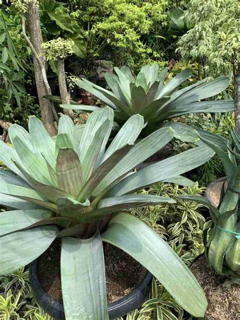 Jual Bromelia Giant Ukuran Besar Tanaman Hias Di Seller Ken Book Jati