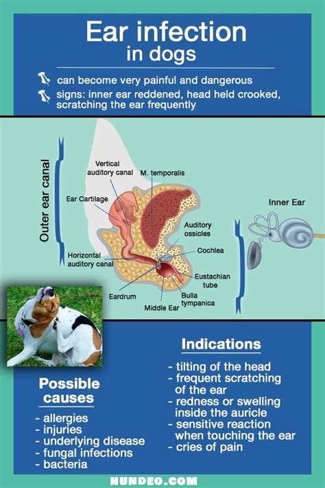 Ear Infections In Dogs Causes And Treatment