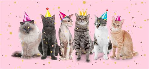 1,548 Cats Party Stock Photos - Free & Royalty-Free Stock Photos from Dreamstime