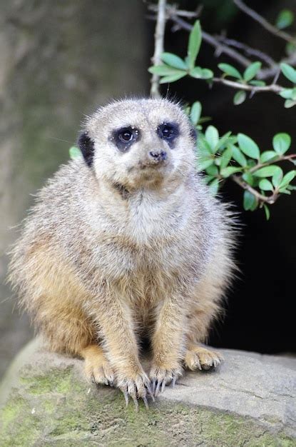 Premium Photo Close Up Portrait Of Meerkat