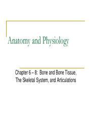 Chapters 6 8 Ap I Test Mod 3 Pdf Anatomy And Physiology Chapter 6 8