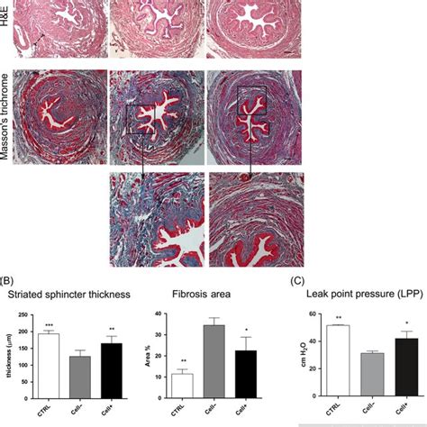 Histological And Histomorphometric Analyses A Histological Analysis