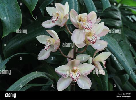 Sikkim flower hi-res stock photography and images - Alamy