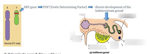 Diagram Of Genetic Sex Determination Quizlet