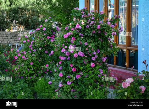 Roses Blooming At The Garden Of Tibetan House In Ladakh India Stock