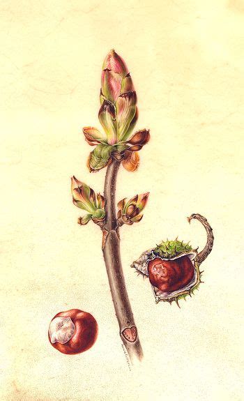 Artquid The Art World Marketplace Chestnut Bud Botanical Drawings