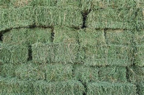 Used Lucern A Grade Bales For Sale In Gauteng R 80