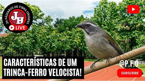 Características de um trinca ferro velocista YouTube