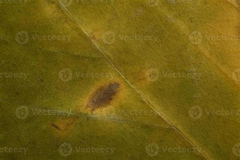 fall leaf background 22898972 Stock Photo at Vecteezy