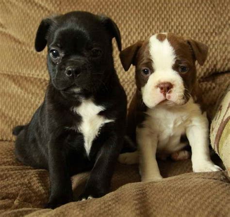 Boston Terrier Chihuahua Mix Puppies For Sale | PETSIDI