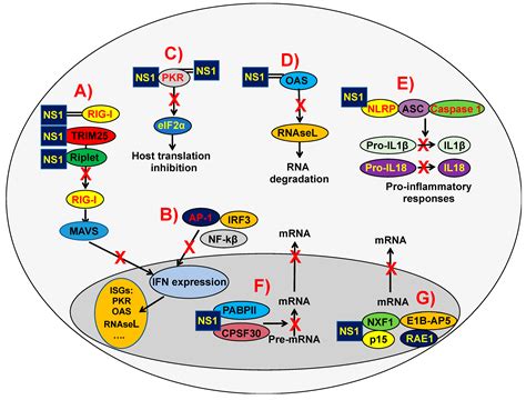 Viruses Free Full Text Modulation Of Innate Immune Responses By The