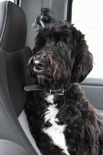 Springerdoodle Dog Breed Information And Pictures