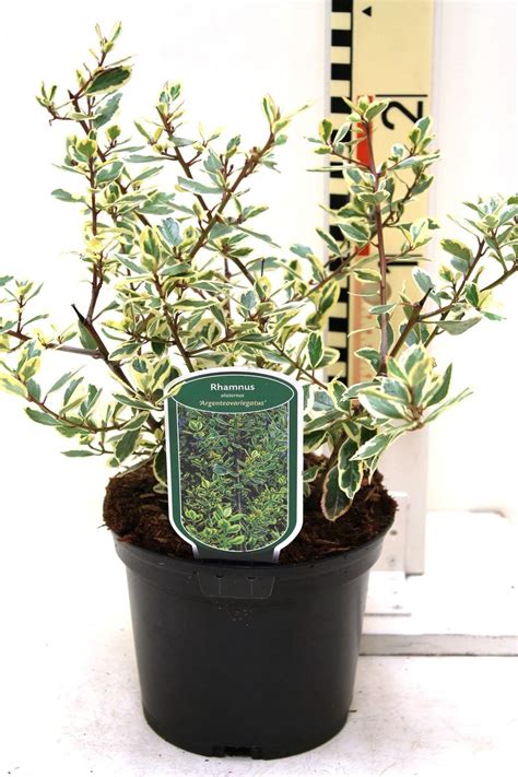 Rhamnus Alaternus Argenteovariegata Plant Wholesale Floraccess