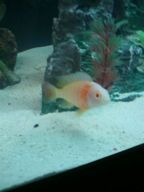 Breeding Beginner, help! | Cichlid Fish Forum