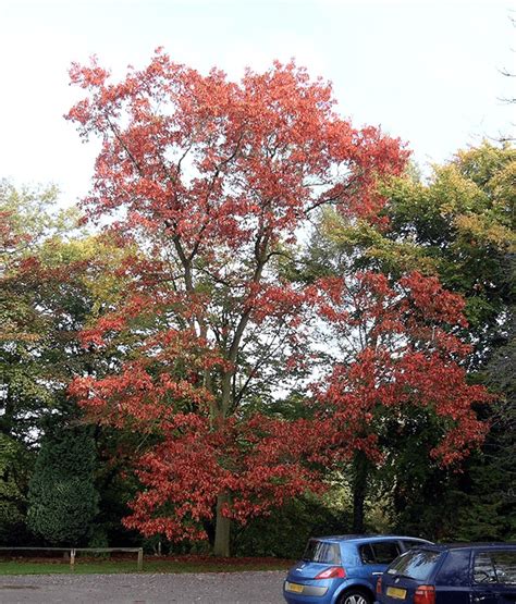 New Jersey Trees For Sale The Tree Center™