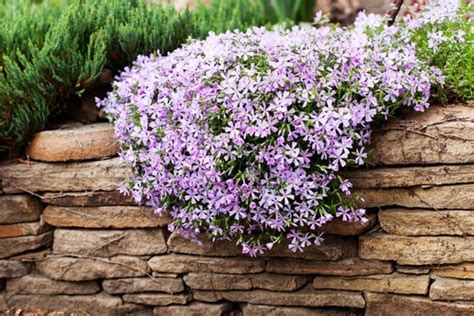 ground cover phlox | Pyracantha.co.uk