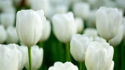 Tulipanes blancos cuál es su significado espiritual y qué cuidados