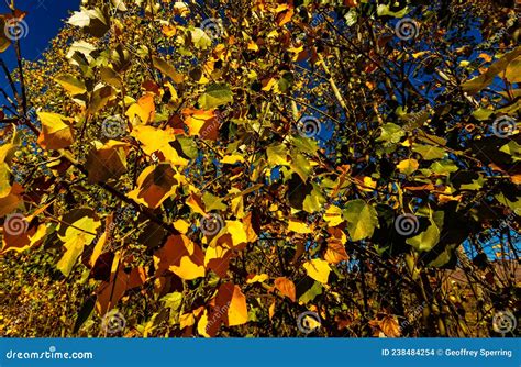 Yellow Poplar Tree Leaves in Autumn Stock Photo - Image of delicate ...