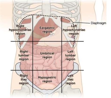 Pictures Nine 9 Regions Of The Abdomen Diagram Quizlet