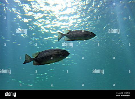 France Aquarium Nausicaa De Boulogne Sur Mer Stock Photo Alamy