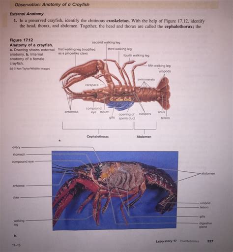 Anatomy Of Crayfish