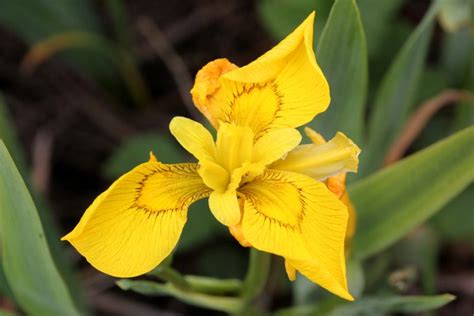 Wild Wetlands: Plants | Tame Valley Wetlands