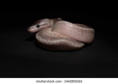 These Baby Ball Pythons Studio Stock Photo 1442850365 | Shutterstock