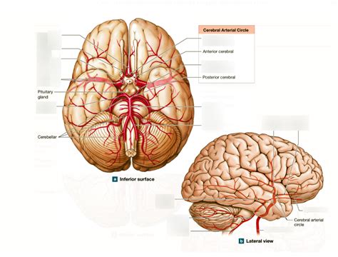 Vessel Anatomy Arteries Of The Brain Diagram Quizlet